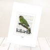 Kākāriki print on card.