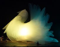 Fantail Dove